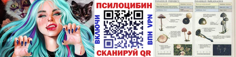 Псилоцибиновые грибы Psilocybe блэк спрут как войти Партизанск